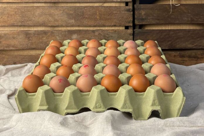 Grönbetes ägg från Gårdens